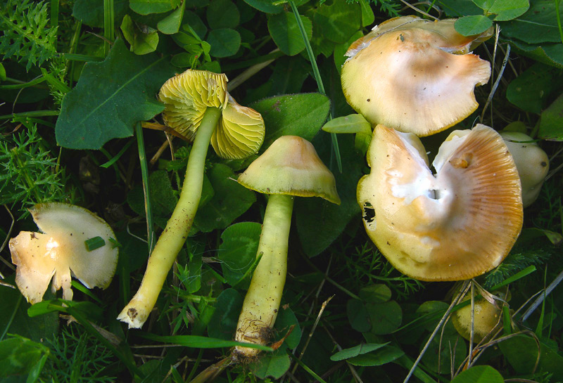 Hygrocybe psittacina.